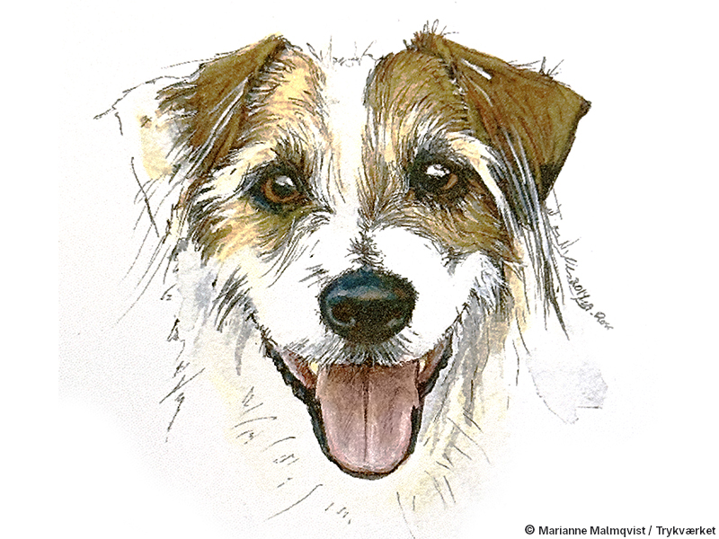 Lille hund